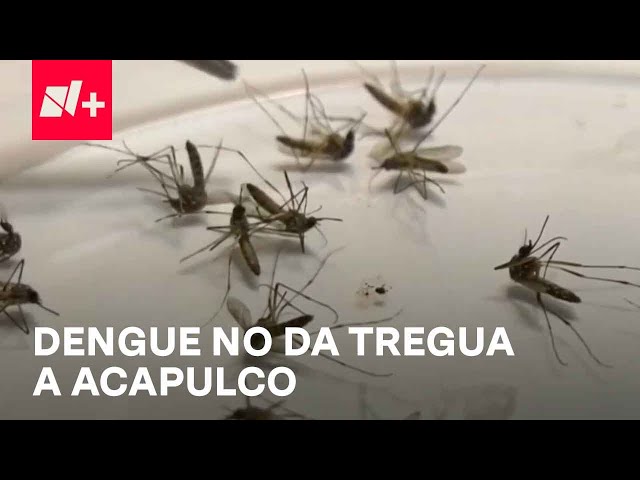 Acapulco se recupera de Otis, pero ahora es castigado por el dengue - En Punto