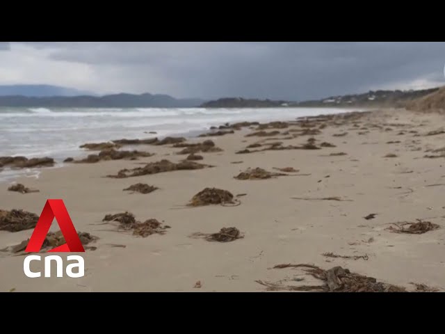 Scientists concerned after thousands of muttonbirds wash up dead on Australia's east coast