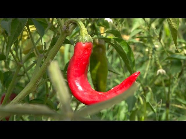 Pakistan exports first shipment of red chilies to China in CPEC agriculture cooperation