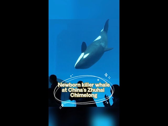 Killer whale calf born at ocean theme park in China's Zhuhai