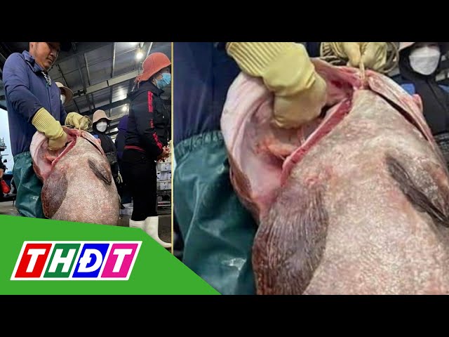 Ngư dân bắt được cá mú khổng lồ nặng gần 70kg | THDT