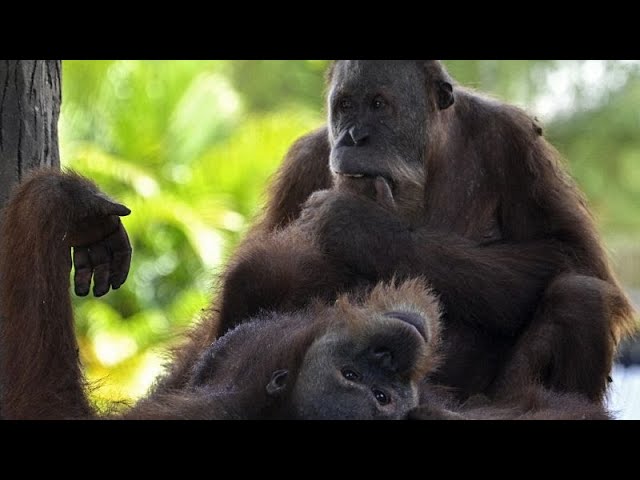 Tailandia devuelve a Indonesia tres orangutanes rescatados del tráfico ilegal