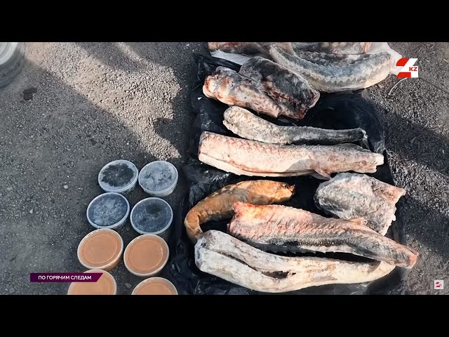 ⁣Чёрная икра и 90 кг осётра: как накажут рыбного браконьера из Атырау | По горячим следам