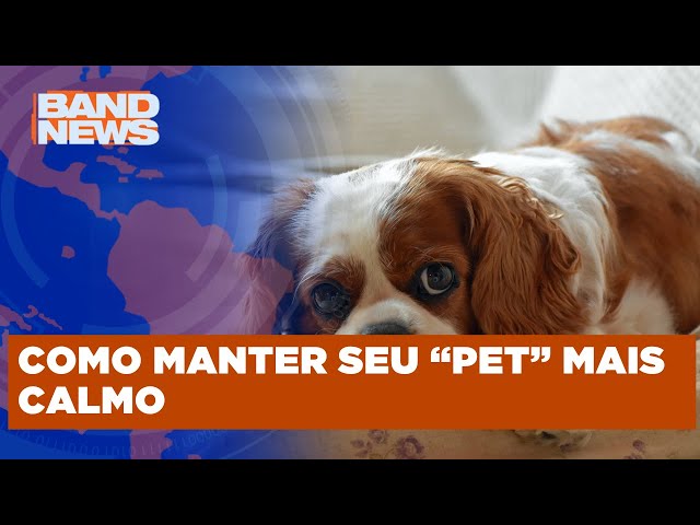 ⁣Cuidados com os animais durante a queima de fogos | BandNews TV