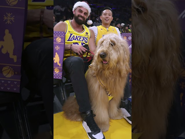 Call him MV-pup! Brodie the Goldendoodle entertains at Lakers game #Shorts