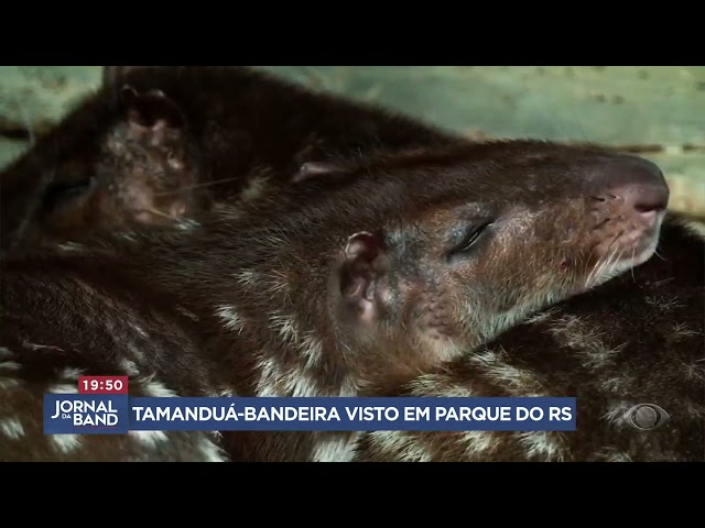 Tamanduá-bandeira visto em parque do RS