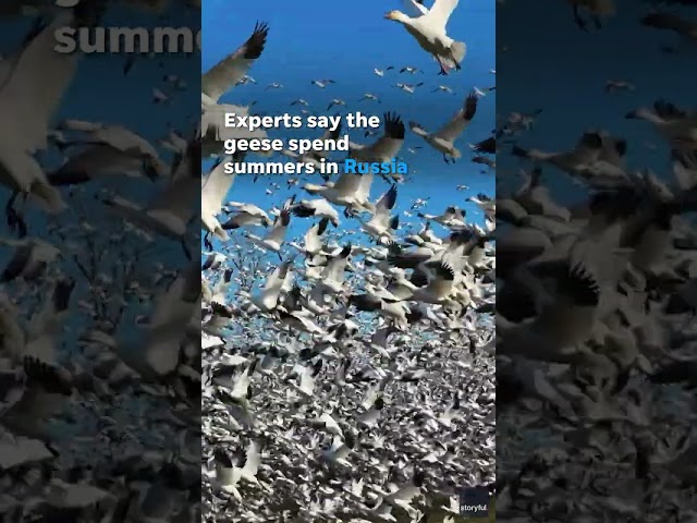 Thousands of snow geese take flight during semi-annual migration #Shorts