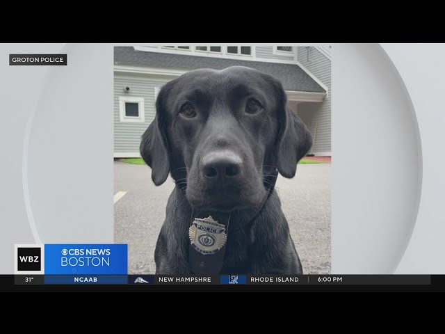 Groton K-9 Bane seriously injured in hit-and-run