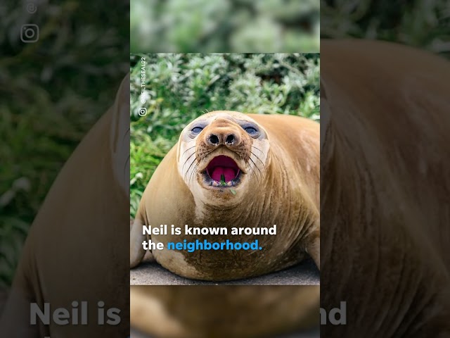 Neil the seal gets into playful standoff with local police in Tasmania #Shorts