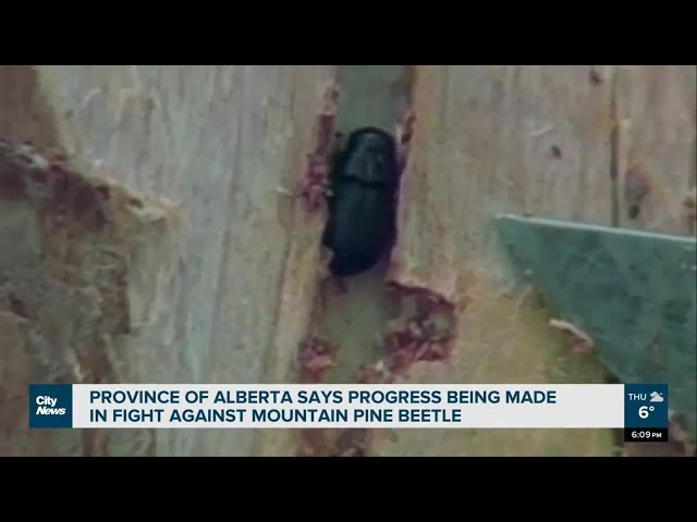 Progress being made in fight against pine beetle in AB