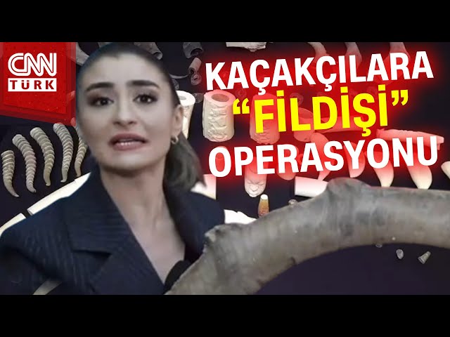 Fildişi ve Boynuzların Piyasa Değeri Tamı Tamına 4 Milyon Lira... #Haber