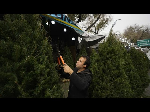 Das jährliche Dilemma: Echter Weihnachtsbaum - oder lieber einer aus PVC