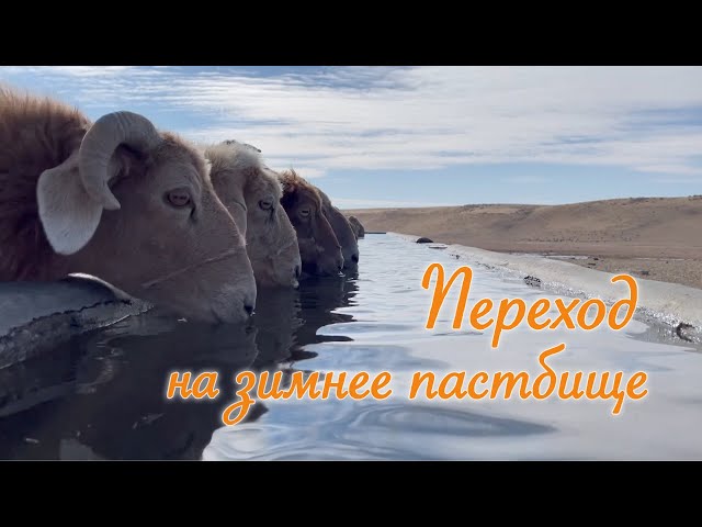 ⁣Документальный фильм «Переход на зимнее пастбище»