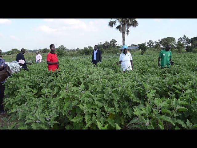 Improving agricultural value chain– Sasakawa Africa Association inspects farmers’ gardens.