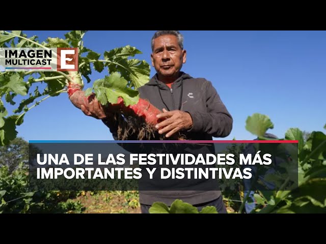 Cosecha tradicional de tubérculos para la Noche de Rábanos en Oaxaca