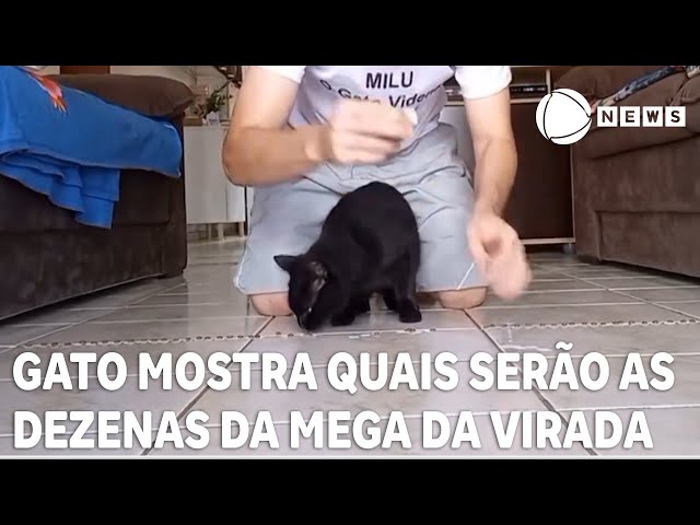 Gato mostra quais serão as dezenas sorteadas na Mega da Virada