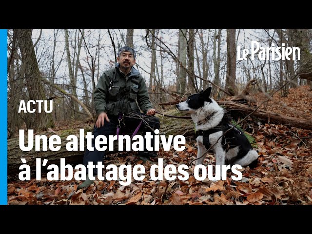 Le Japonais qui capturait des ours avec du miel... pour les protéger