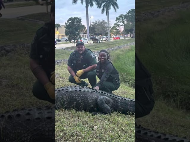 600-pound gator caught at shopping mall #Shorts