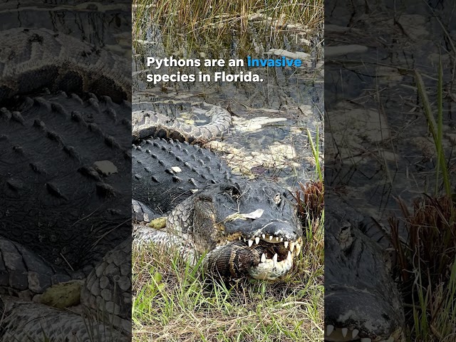 Alligator seen swallowing python at Everglades National Park #Shorts