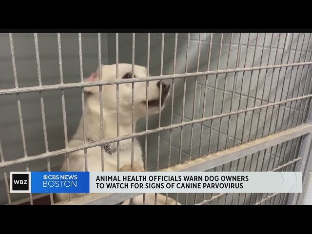 Animal health officials warn about canine parvovirus