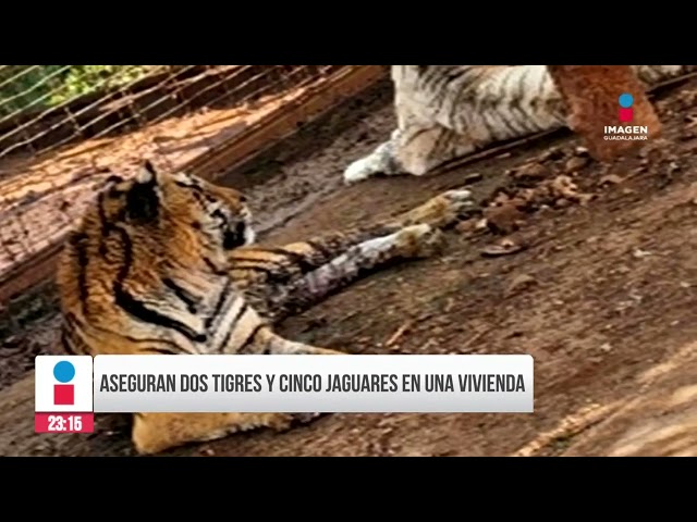 Aseguran dos tigres y cinco jaguares en una vivienda