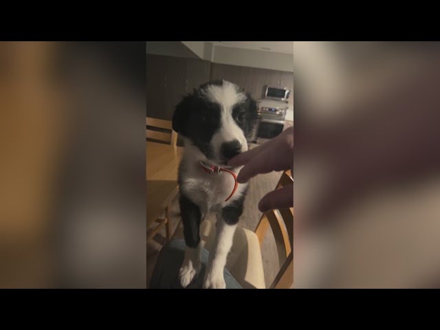 Dog stolen from Franktown fire station