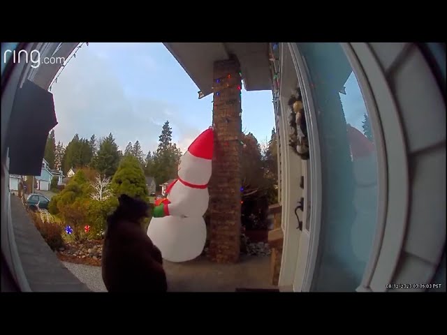 Videos show bears examining B.C. holiday decorations