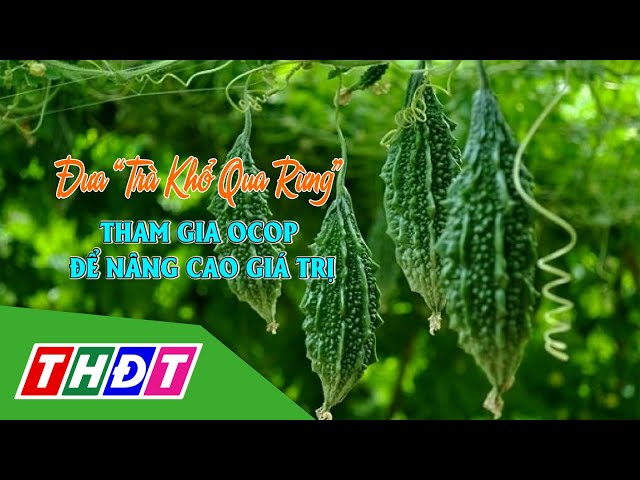 Đưa "Trà khổ qua rừng" tham gia OCOP để nâng cao giá trị | OCOP Đồng Tháp | THDT