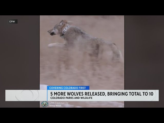 All 10 gray wolves captured in Oregon now reside on Colorado's Western Slope