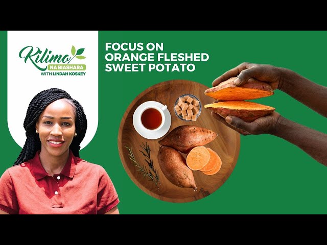 Resilient, nutritious and tasty: Today we focus on the Orange Fleshed Sweet Potatoes.