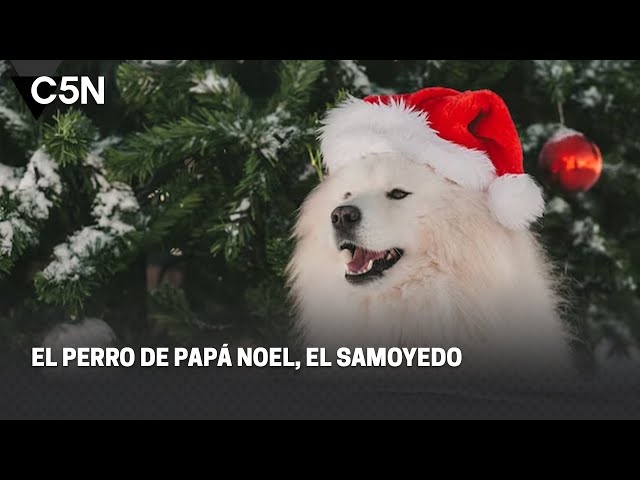 El PERRO de PAPÁ NOEL, el SAMOYEDO