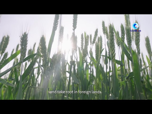 GLOBALink | A seed that cultivates harvest and hope