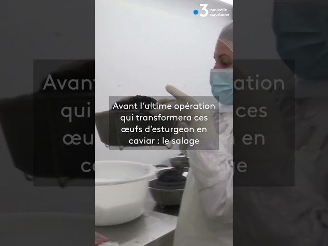  La production de caviar bat son plein en Charente-Maritime