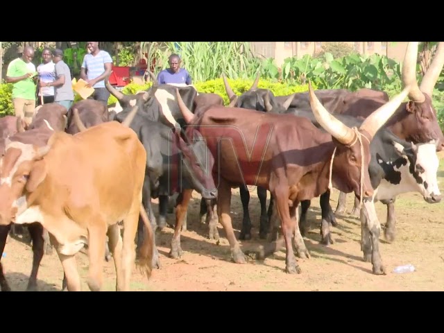 Uganda Prisons' Christmas feast: 700 cows slaughtered