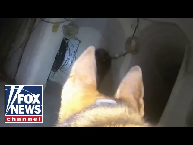 Dogs help uncover Hamas tunnels below Gaza City