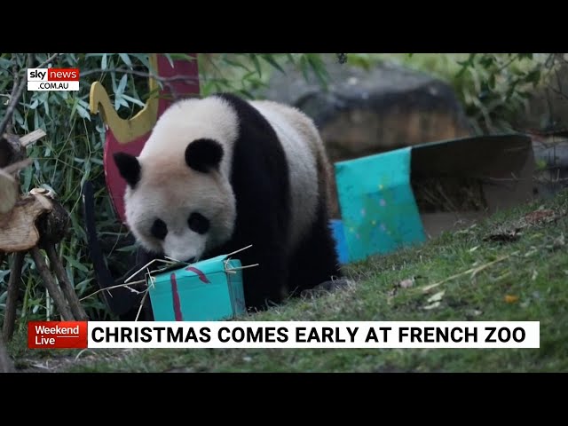 Christmas comes early for animals at French zoo