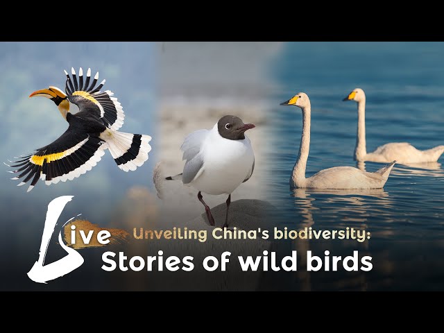 Live: Unveiling China's biodiversity – Stories of wild birds