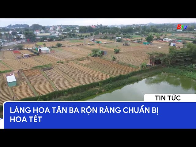 Làng hoa Tân Ba rộn ràng chuẩn bị hoa Tết