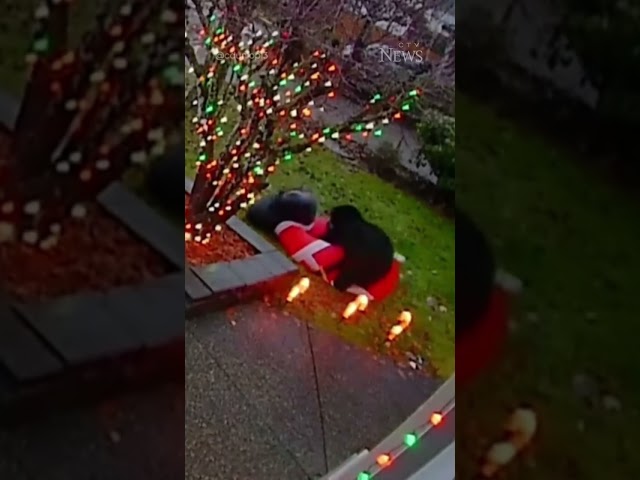 Santa has a deflating encounter with a black bear