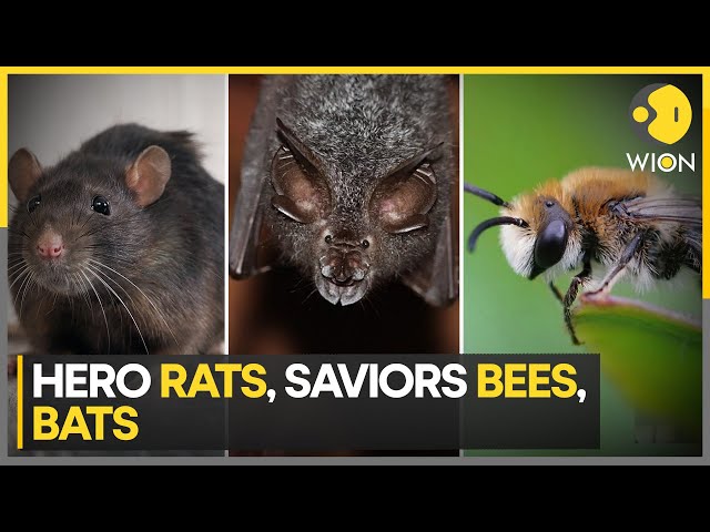 Rats, Bats and Bees are now man's new best friend, here's why | WION