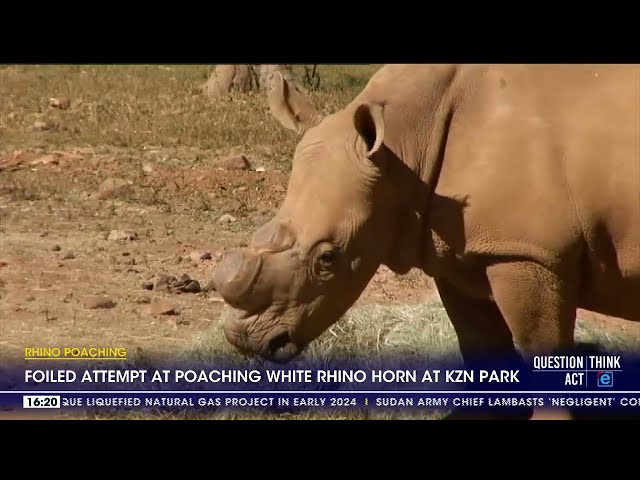 Poaching suspect nabbed after killing a white rhino in a KZN game park