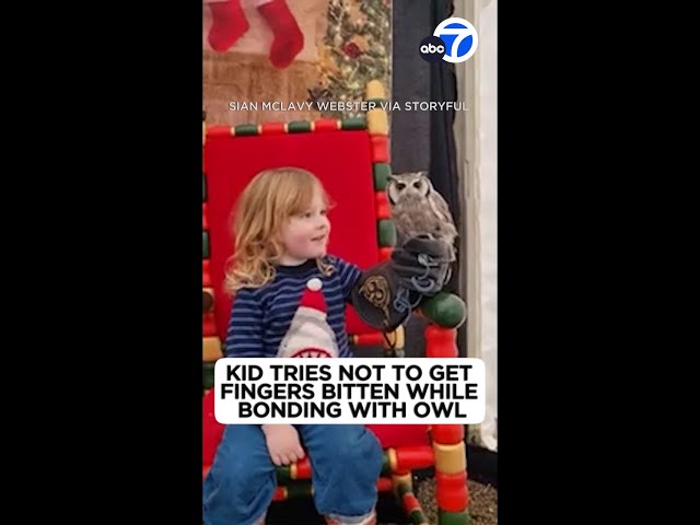 Kid tries not to get fingers bitten while bonding with owl