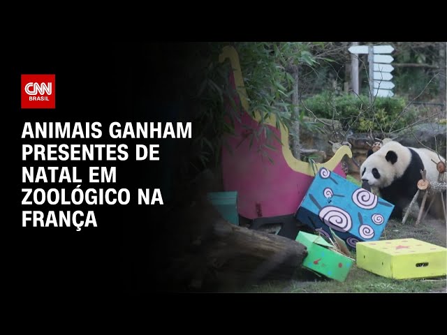 Animais ganham presentes de Natal em zoológico na França | AGORA CNN