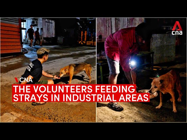 Feeding strays in Singapore’s industrial areas