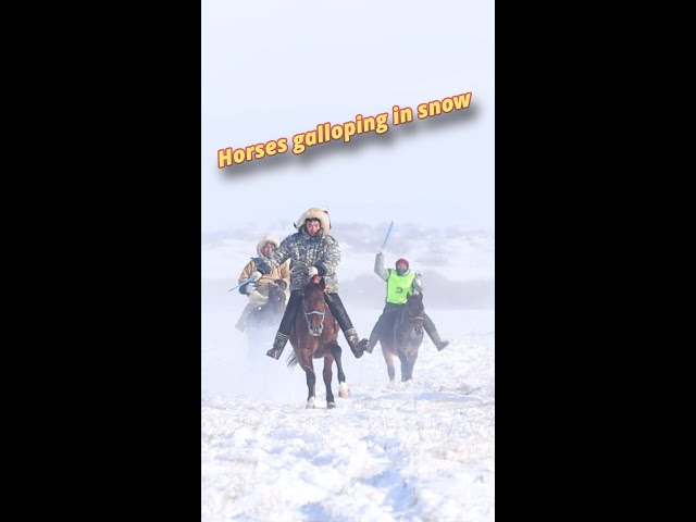 Horses galloping in snow in north China's Inner Mongolia