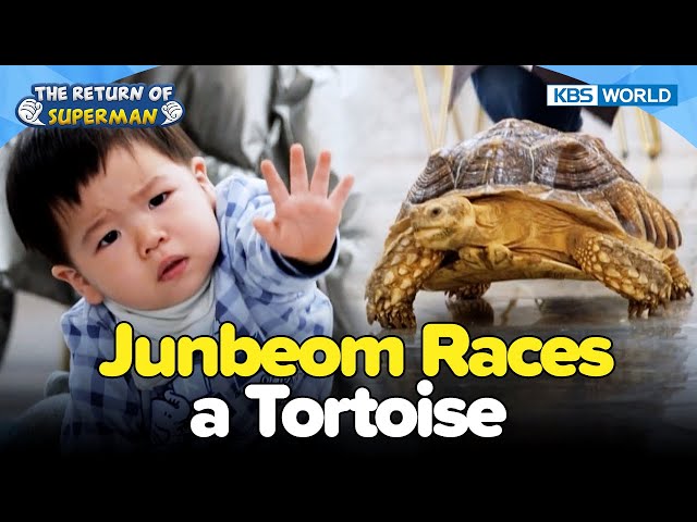 Junbeom Races a Tortoise [The Return of Superman:Ep.505-3] | KBS WORLD TV 231224