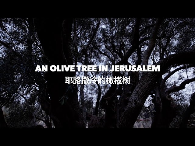 An olive tree in Jerusalem