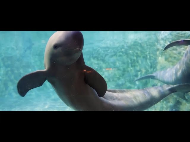 River Story | Guardians of Yangtze finless porpoises