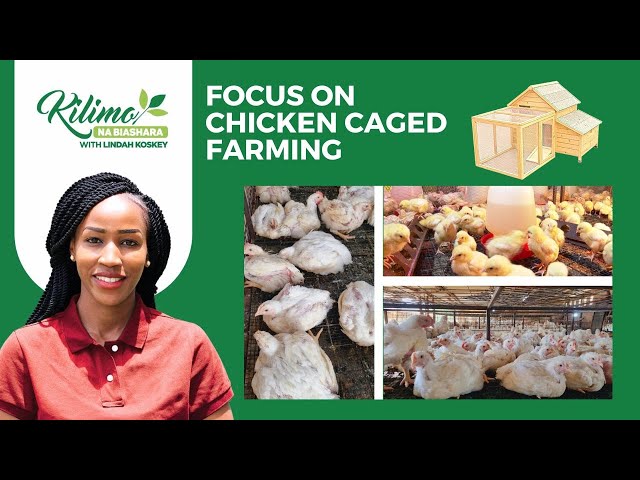 Optimize your limited space -  Today we focus on Caged Chicken Farming