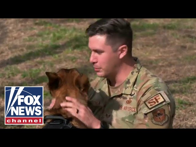 'COULDN'T BE HAPPIER': Service member reunites with military working dog